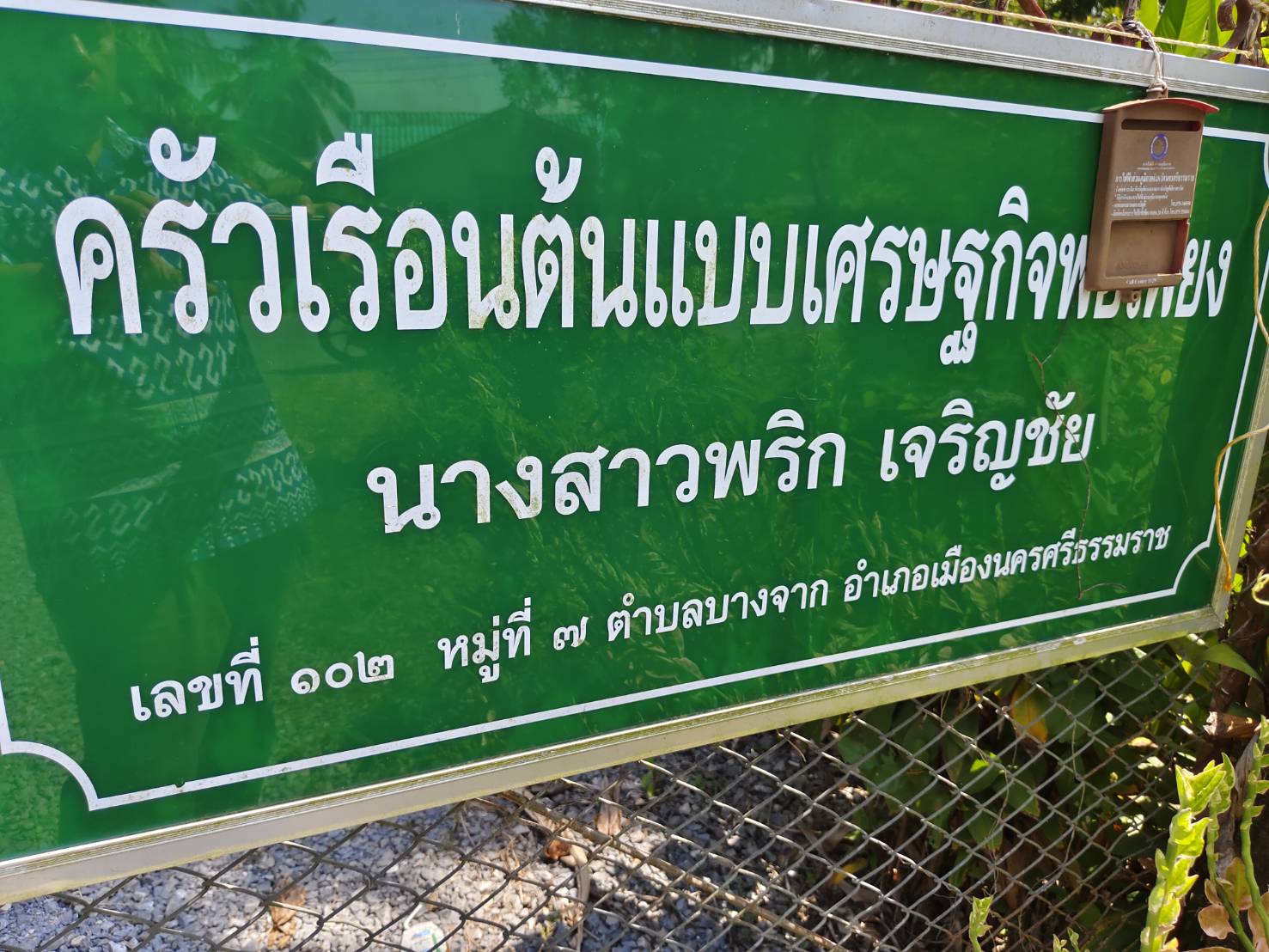 พช.เมืองนครศรีธรรมราช ร่วมขับเคลื่อนปฏิบัติการ Quick win 90 วัน ปลูกผักสวนครัวเพื่อสร้างความมั่นคงทางอาหารสู้วิกฤตเศรษฐกิจด้วยวิธีพอเพียง ระยะที่ 2 "ครัวเรือนทำตาม